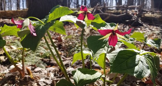 Red Trillium plants