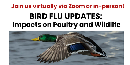 Bird Flu flyer 2025