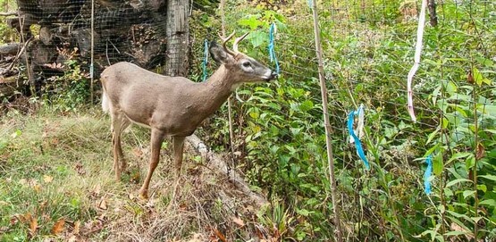 A deer standing on one side of a fence looking through to a forest on the other side of the fence.