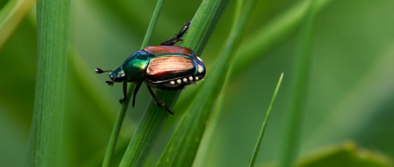 Beetle on a green leaf. 