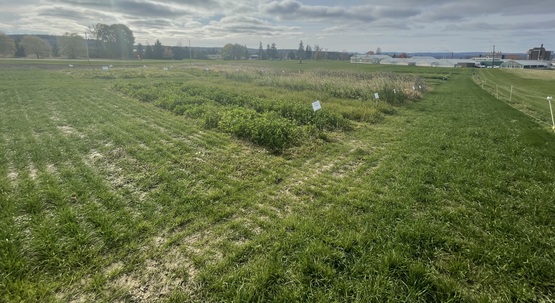 summer cover crops