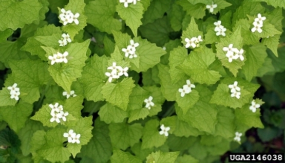 Garlic Mustard