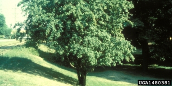 Common Buckthorn Tree