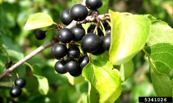 Common Buckthorn Fruit
