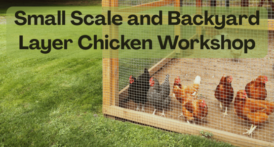 Banner Small Scale Chicken