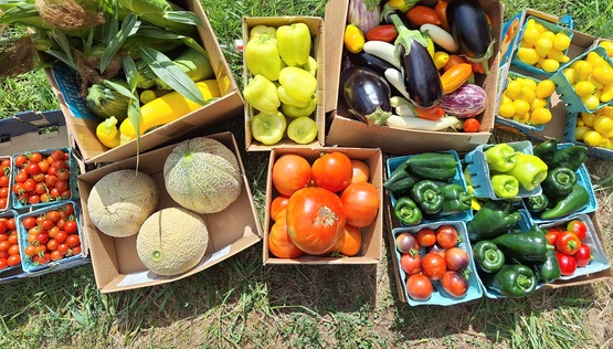 An August 2025 harvest