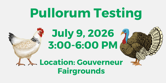 Pullorum Testing