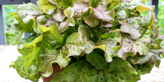 lettuce