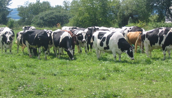 Dairy cattle at Lew-Lin farm, Dryden NY