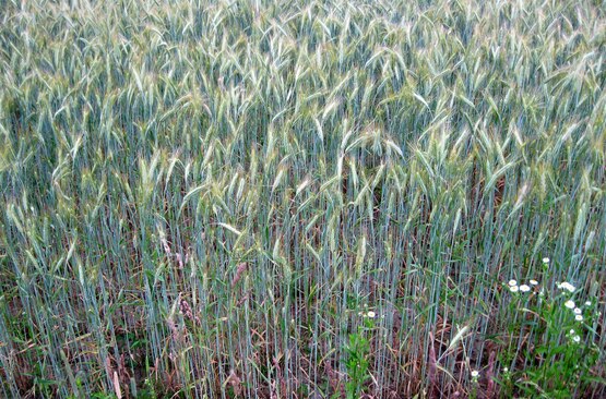 wheat field