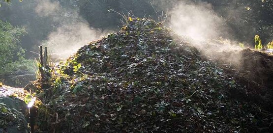 Compost heap on a frosty morning. The rising steam shows that the bacterial action in the compost heap is exothermic.