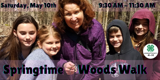 Springtime Woods Walk