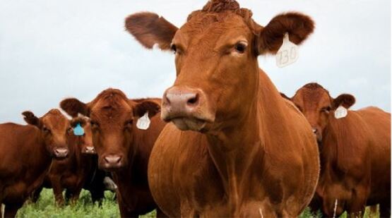 Cows