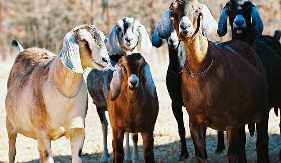 goats