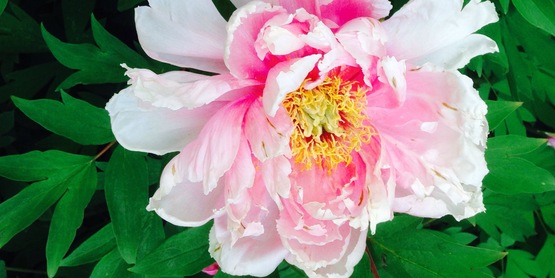 Peonies