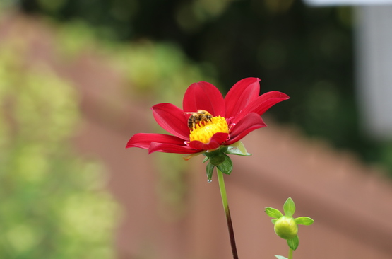 Bee on flower