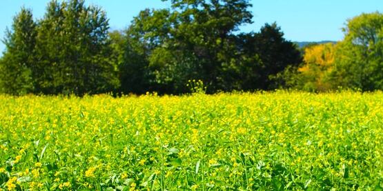 Mustard cover crop, New Paltz, 2015