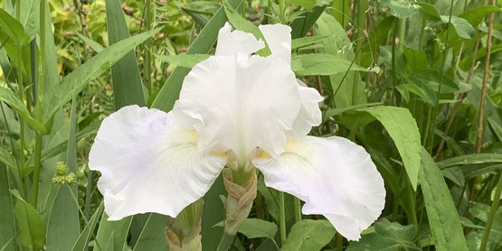 Iris