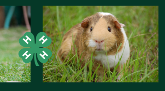 Rabbit/Cavy