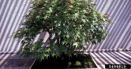 Japanese maple, Acer palmatum Thunb.