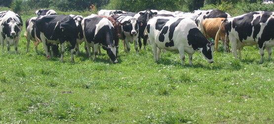 Dairy cattle at Lew-Lin farm, Dryden NY