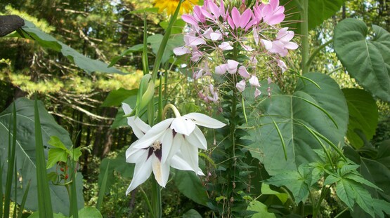 Flower Garden