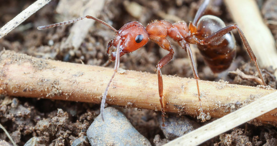 Ants