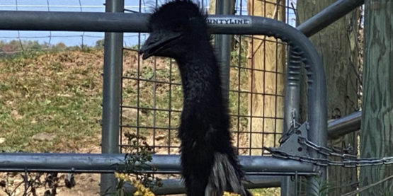 Healing Waters Farm Emu 