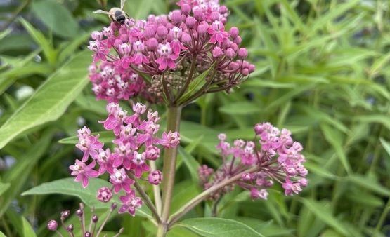 Flowering Swamp Milkweed, with a bee on it.