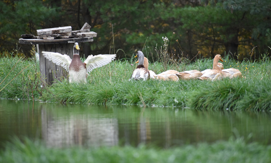 Ducks sit at the edge of a pond, one of them spreading its wings wide, with text "Tompkins County Open Farm Day! 11 am-4 pm Sunday, August 3."