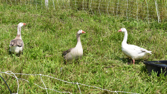 A picture of three geese in a field.