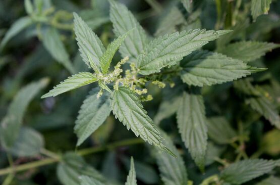 Stinging Nettle