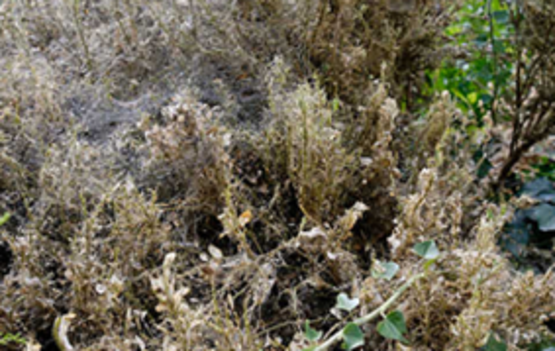 Image retrieved from CCE IPM showing webbing and foliage destruction from BTM larvae.