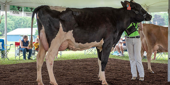 youth showing a dairy cow