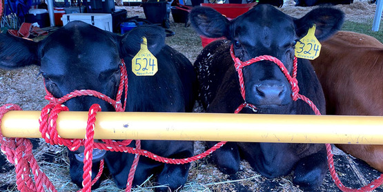 black cattle with tags in barn for 4-H livestock show