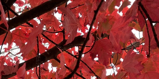 red leaves autumn