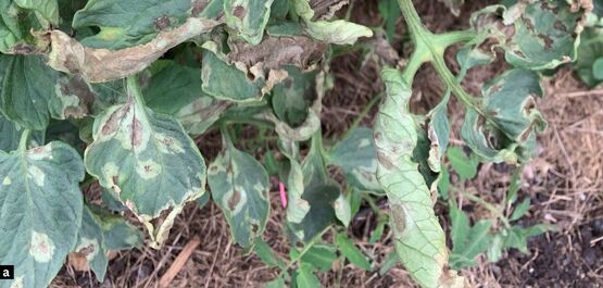 late blight