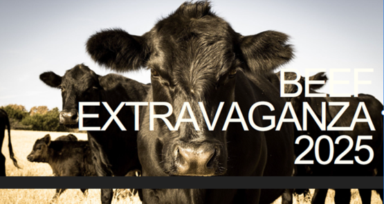 beef ext