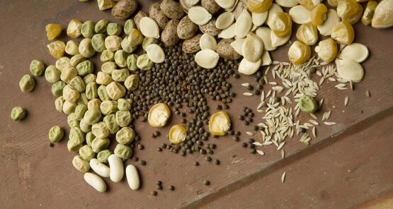 seeds
