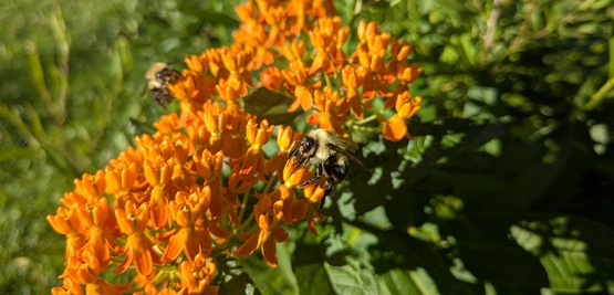 A picture of Butterfly weed and bumblebees