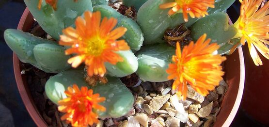 winterbourne cactus in bloom