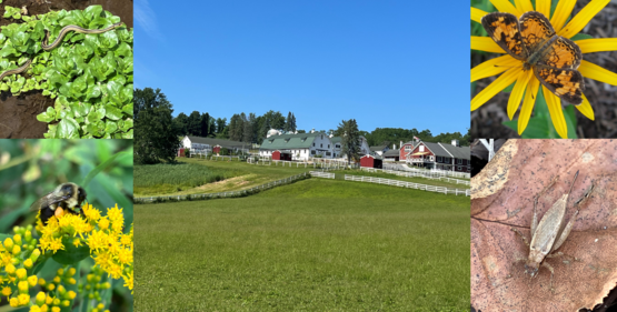 Photos from Tilly Foster Farm