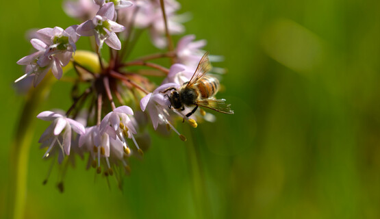 Native Plants