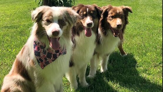 These dogs have been trained & compete in agility