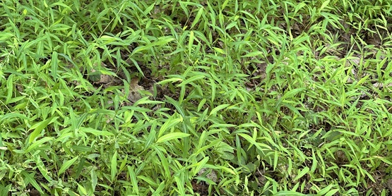 Japanese Stilt Grass