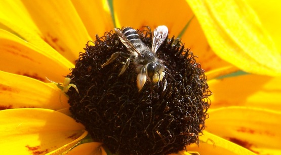 bee on rudbeckis