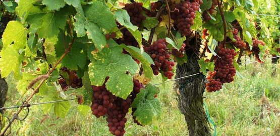 Gewurztraminer (grape)
