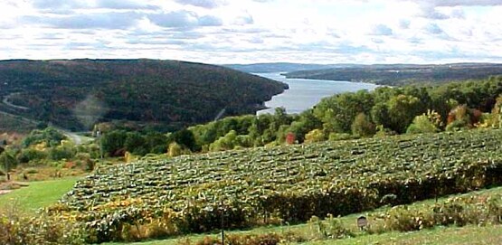 landscape, Yates County NY