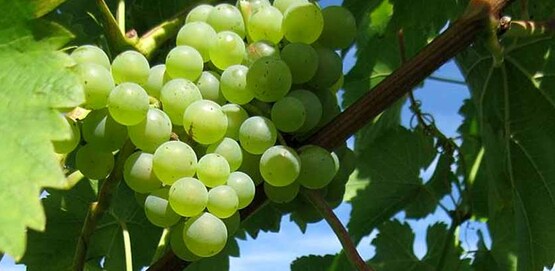 Seyval Blanc grapes