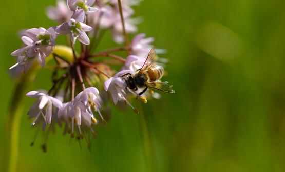Native Plants